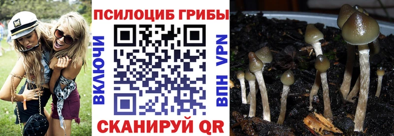 Псилоцибиновые грибы Psilocybine cubensis  купить закладку  мега онион  Правдинск 